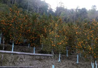 orange-cultivation